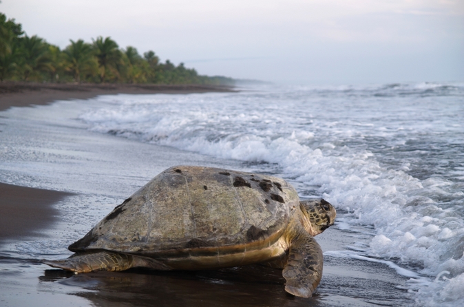 EL PARQUE NACIONAL TORTUGUERO DE COSTA RICA: FLORA Y FAUNA EN SU MAYOR APOGEO