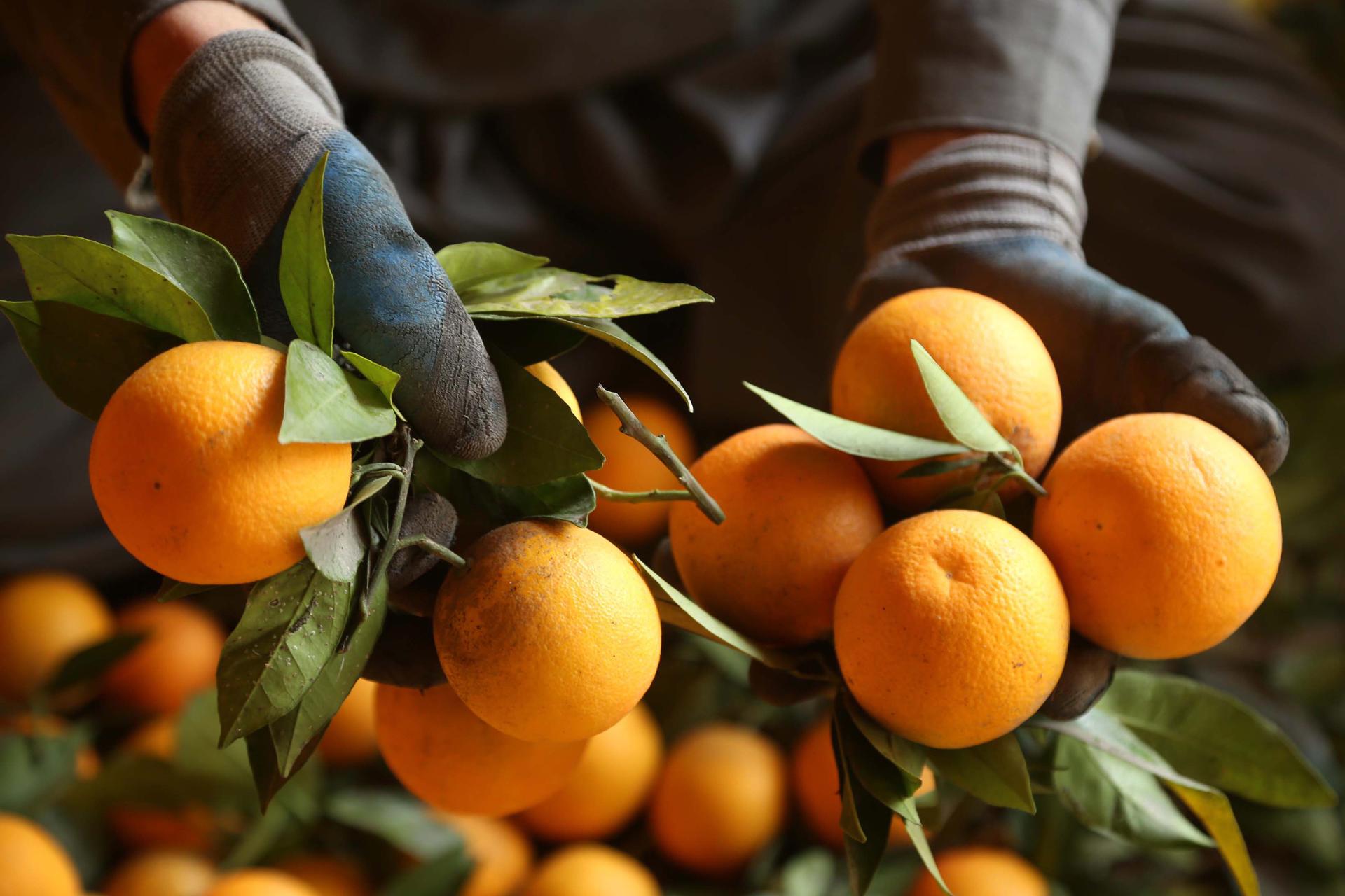 LA FRUTA QUE HIZO GRANDE A FLORIDA ESTÁ DESAPARECIENDO A UNA VELOCIDAD PREOCUPANTE