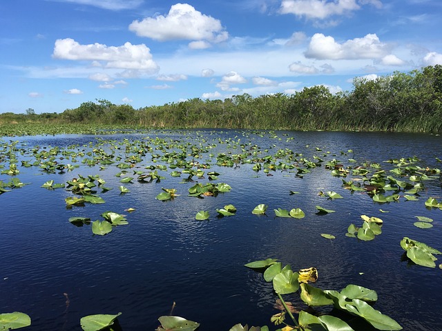 EN FLORIDA SE HA INICIADO UNA CARRERA PARA SALVAR LOS EVERGLADES Y PROTEGER UNA FUENTE CLAVE DE AGUA POTABLE